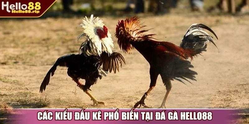 Các kiểu đấu kê phổ biến tại đá gà Hello88